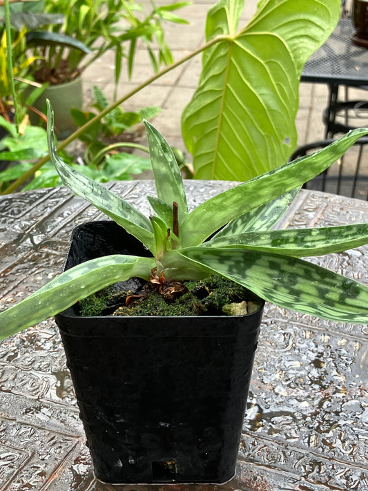 Paphiopedilum Hainanense x sib