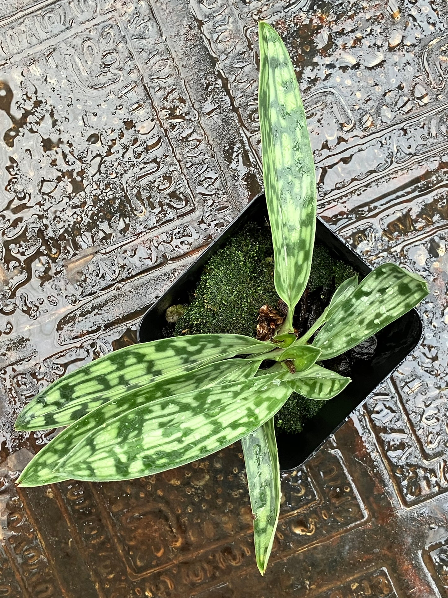 Paphiopedilum Hainanense x sib