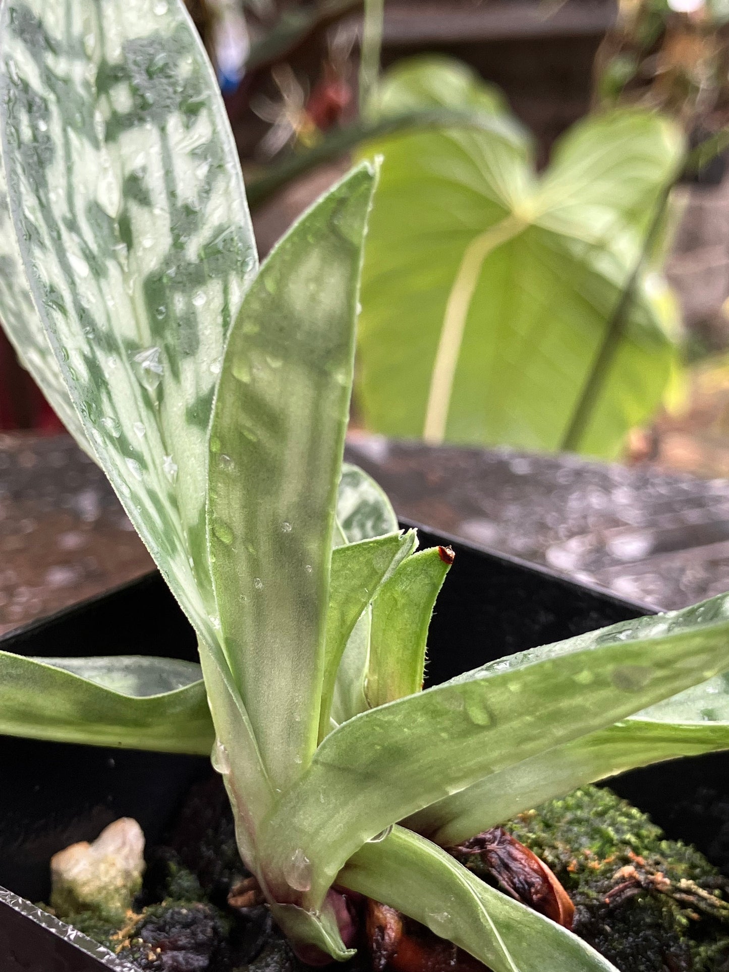 Paphiopedilum Hainanense x sib