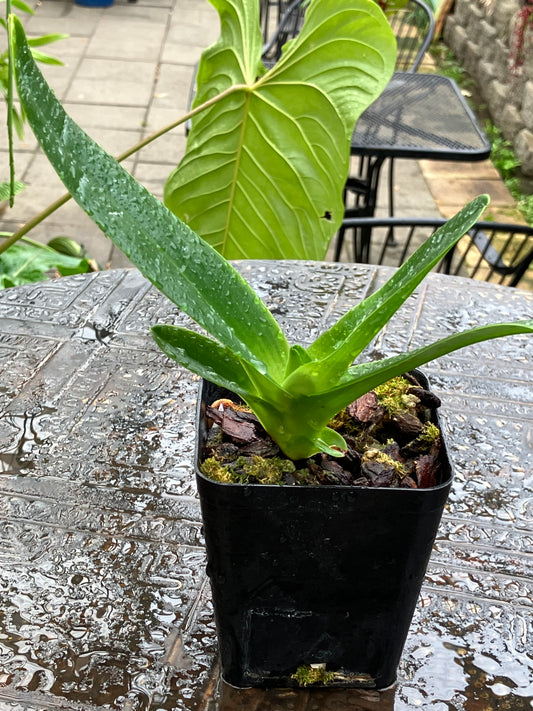 Paphiopedilum Philippinense