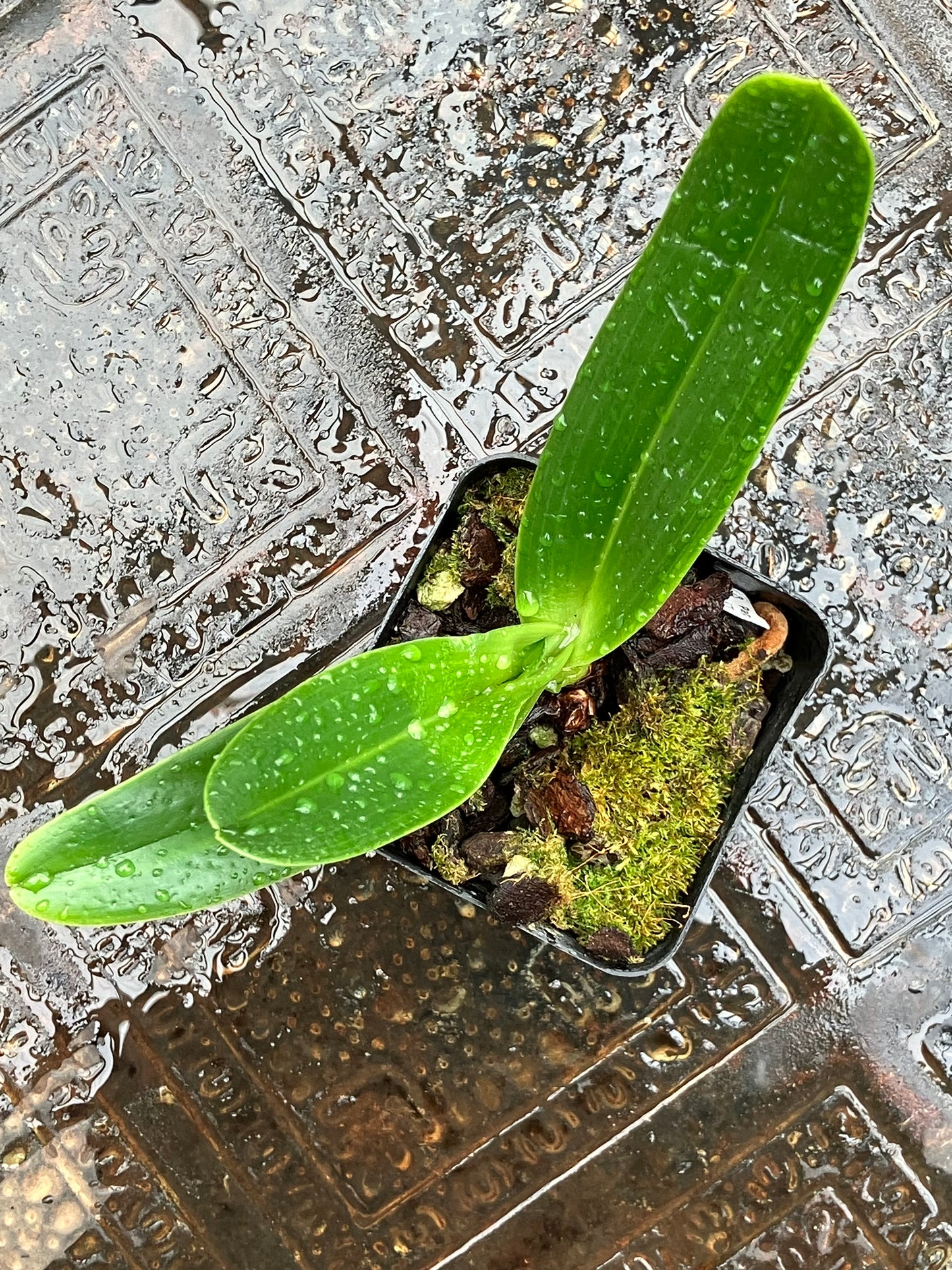 Paphiopedilum Philippinense