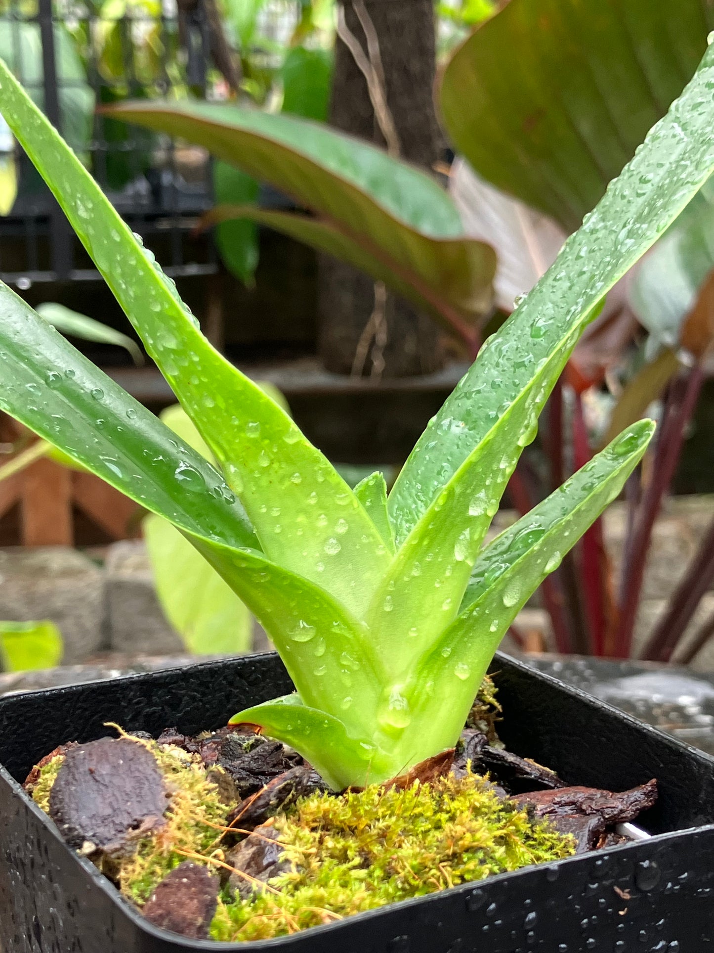Paphiopedilum Philippinense