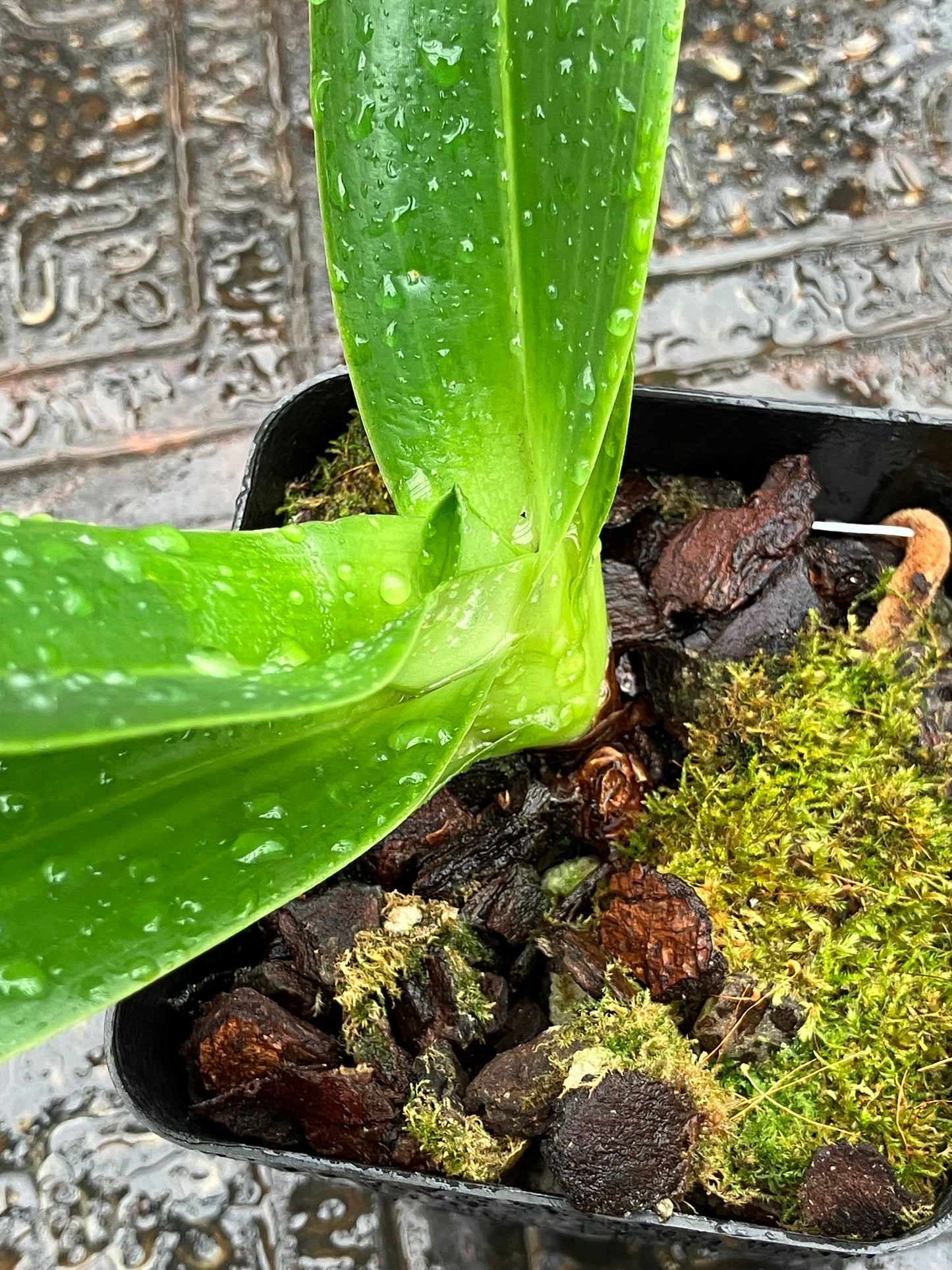 Paphiopedilum Philippinense
