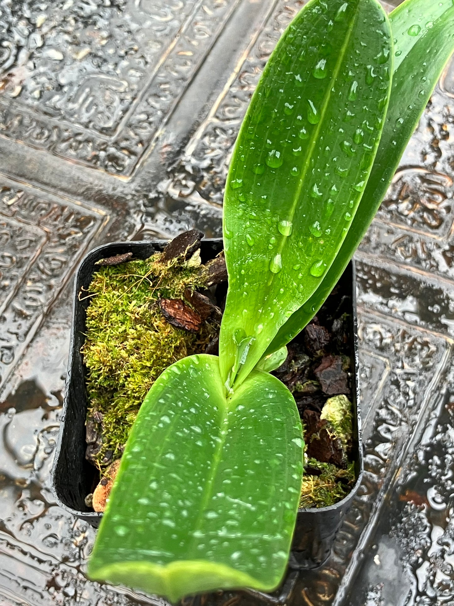 Paphiopedilum Philippinense