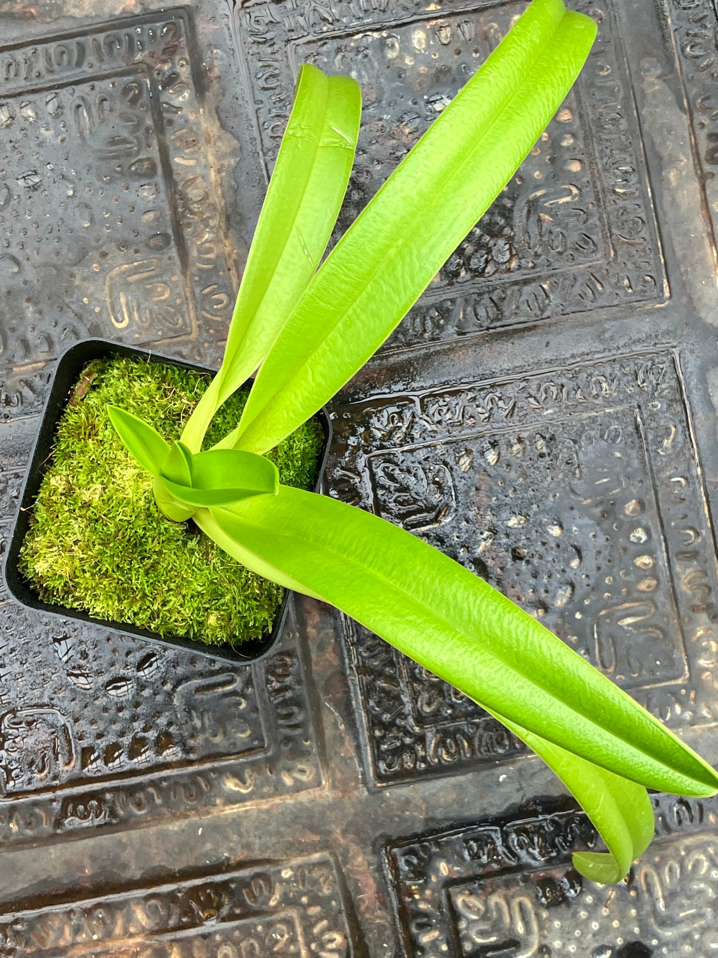 Phragmipedium Caudatum