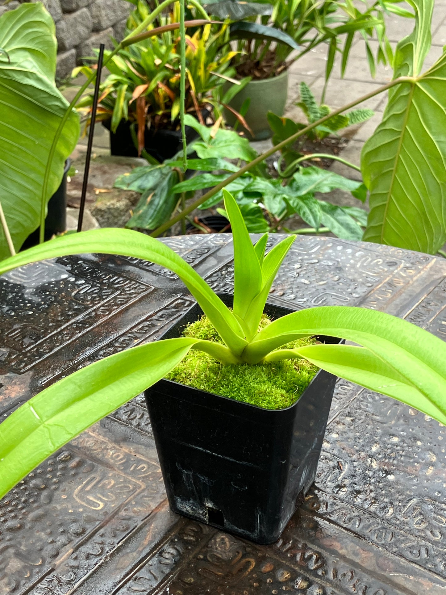 Phragmipedium Caudatum