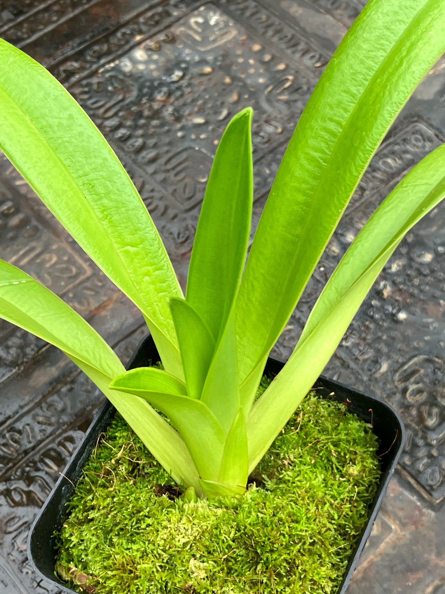 Phragmipedium Caudatum