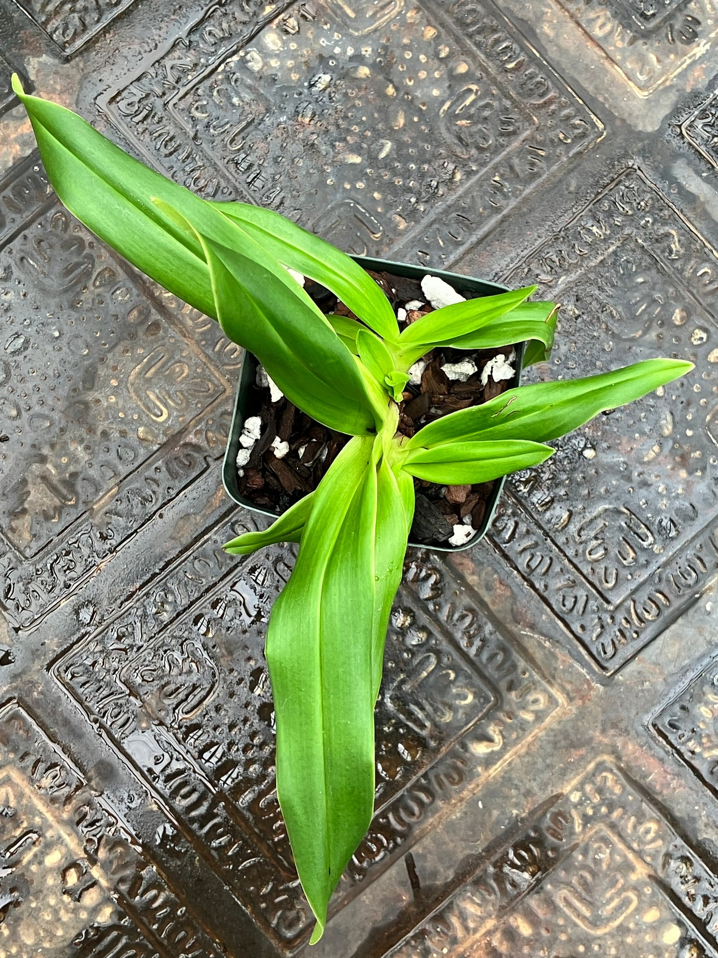 Phragmipedium Ivan Portilla