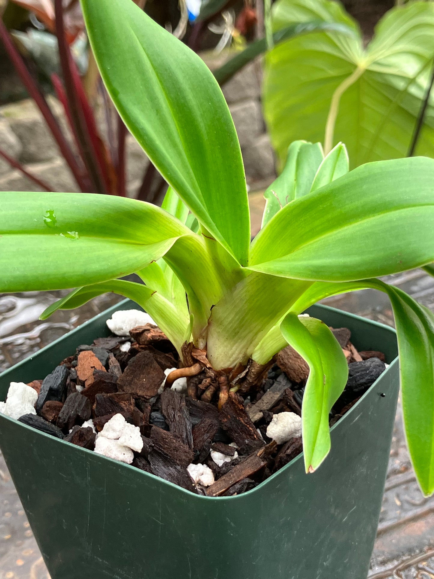 Phragmipedium Ivan Portilla