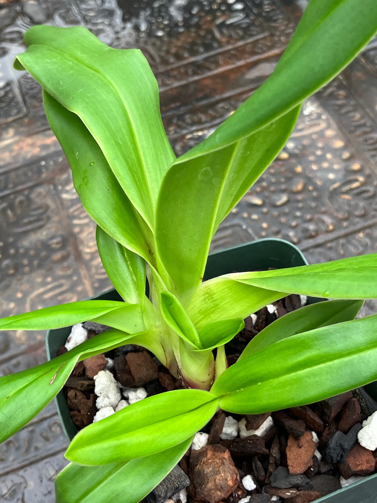 Phragmipedium Ivan Portilla