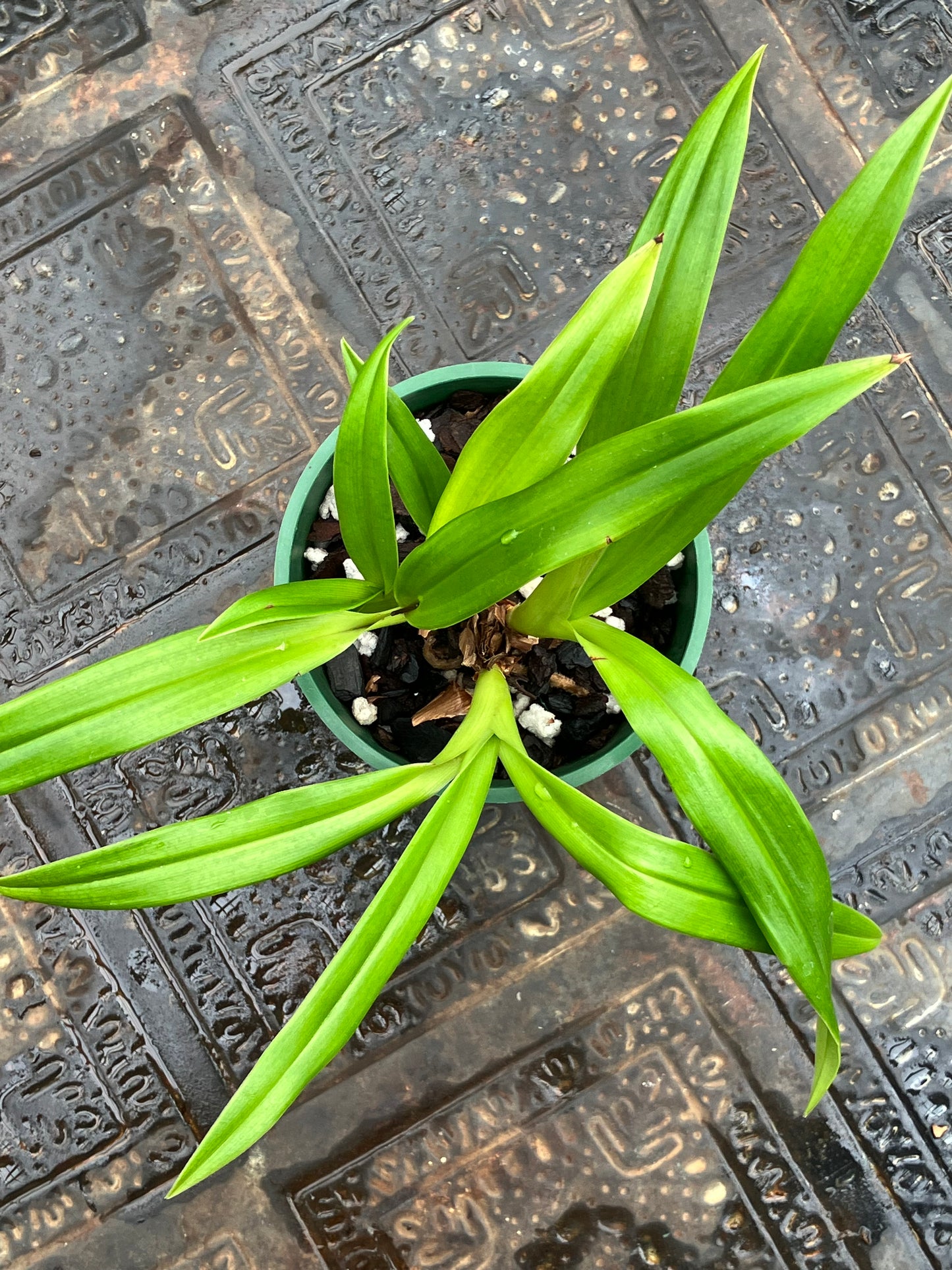Phragmipedium Sedenii