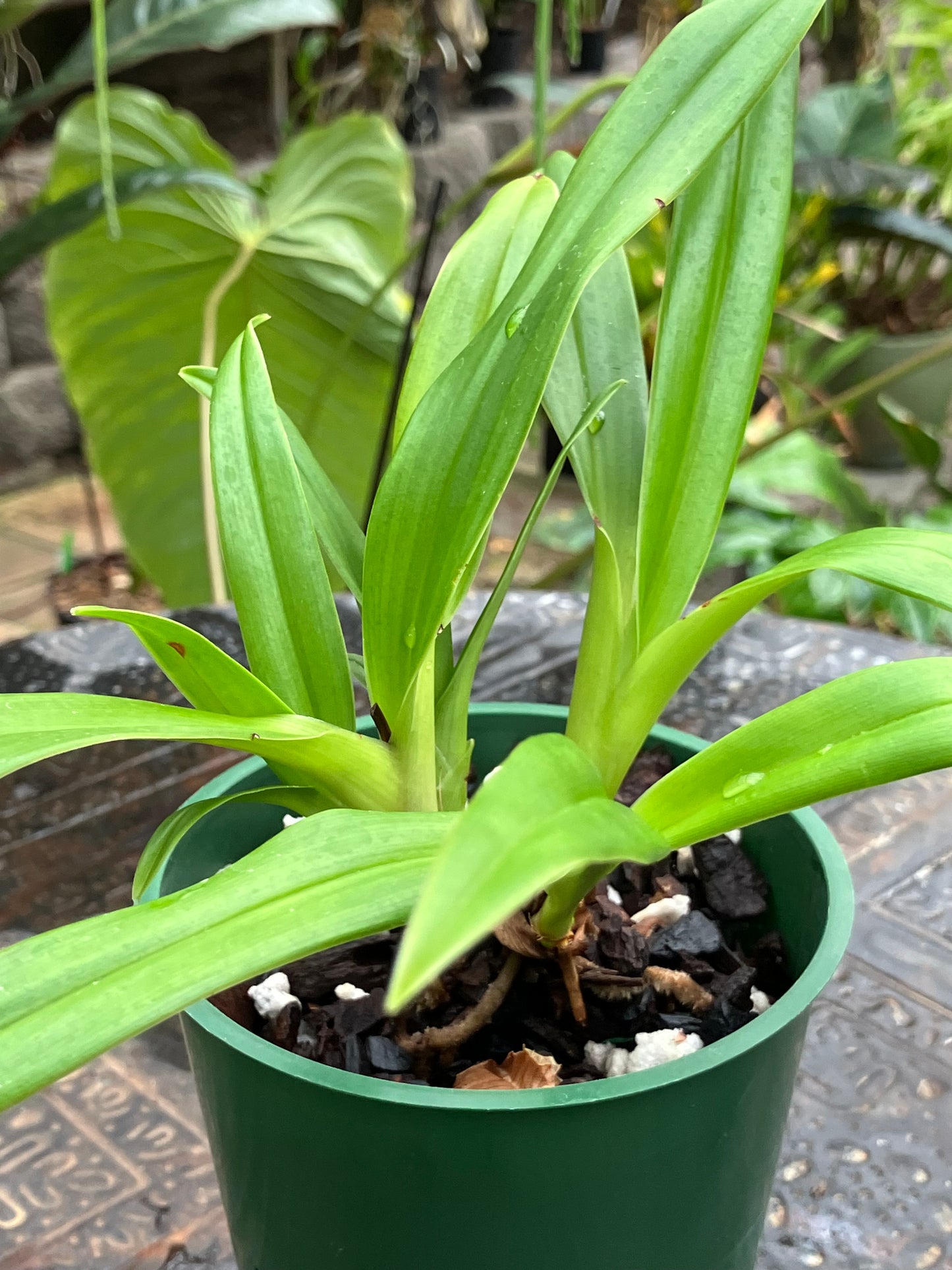Phragmipedium Sedenii