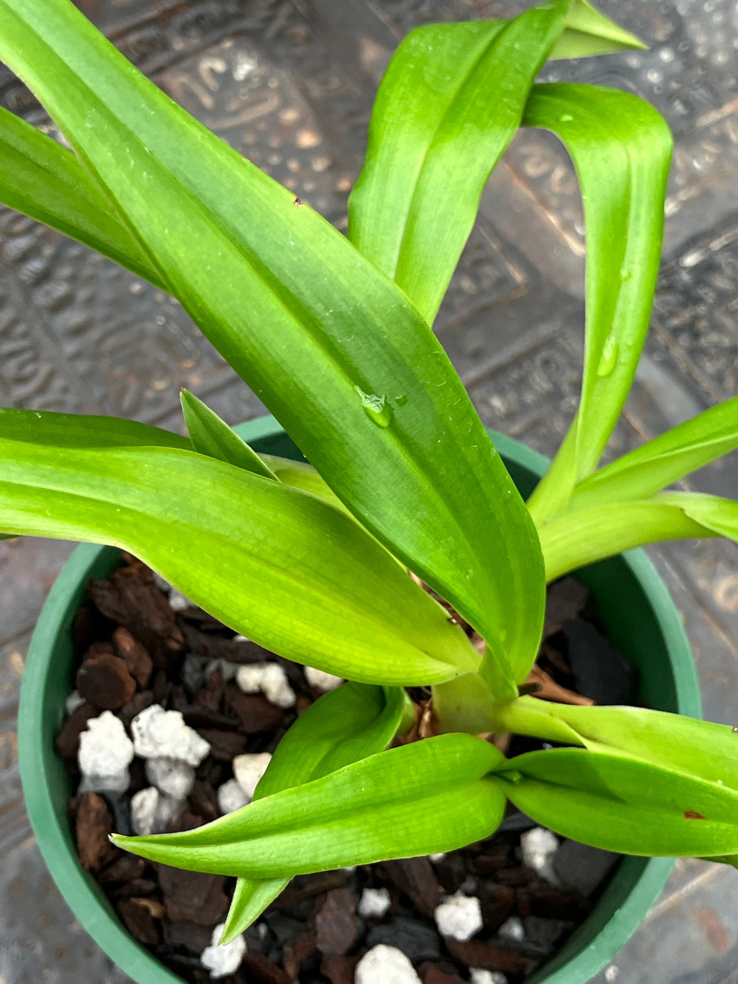 Phragmipedium Sedenii