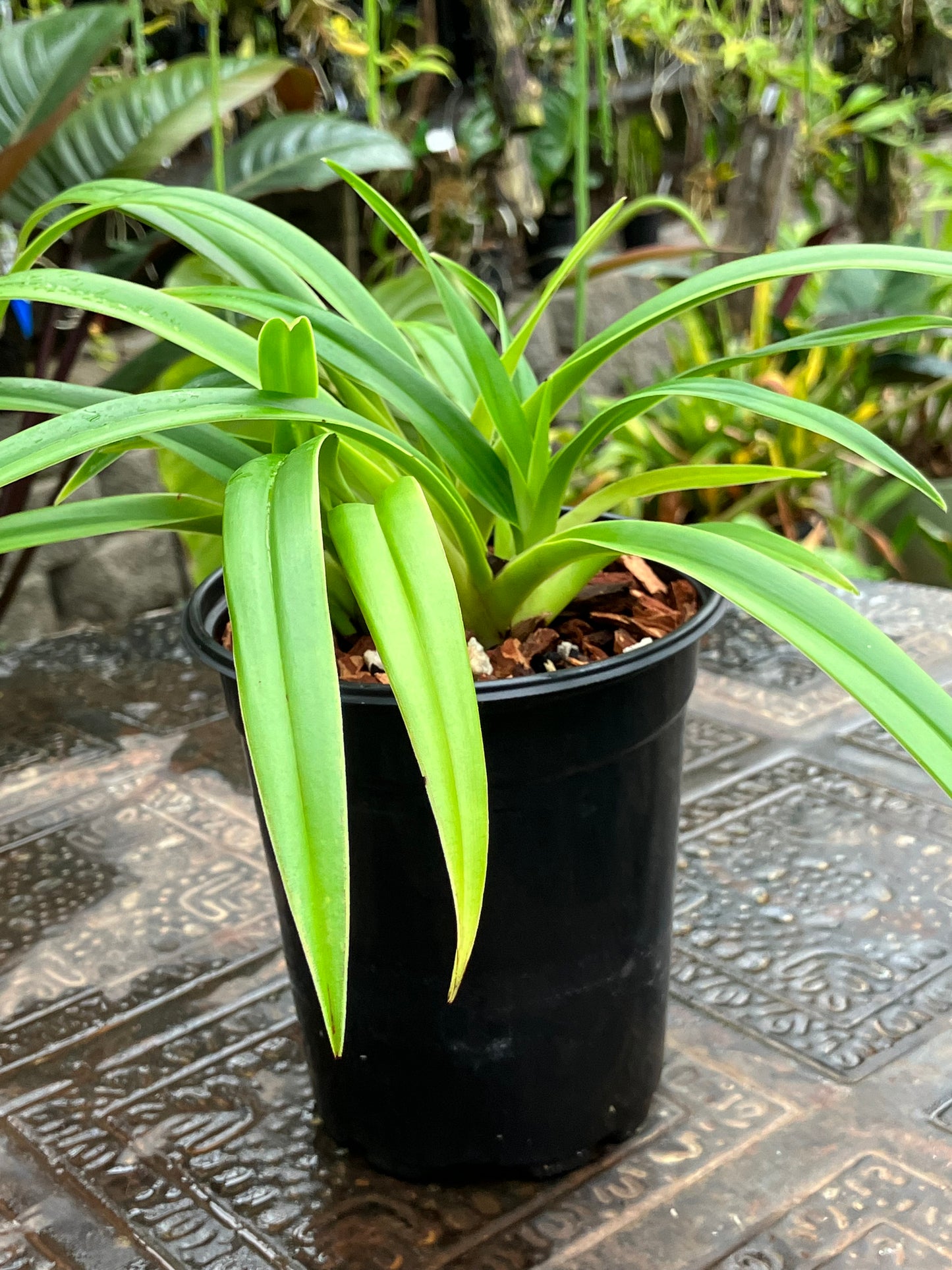 Phragmipedium Franz Glanz