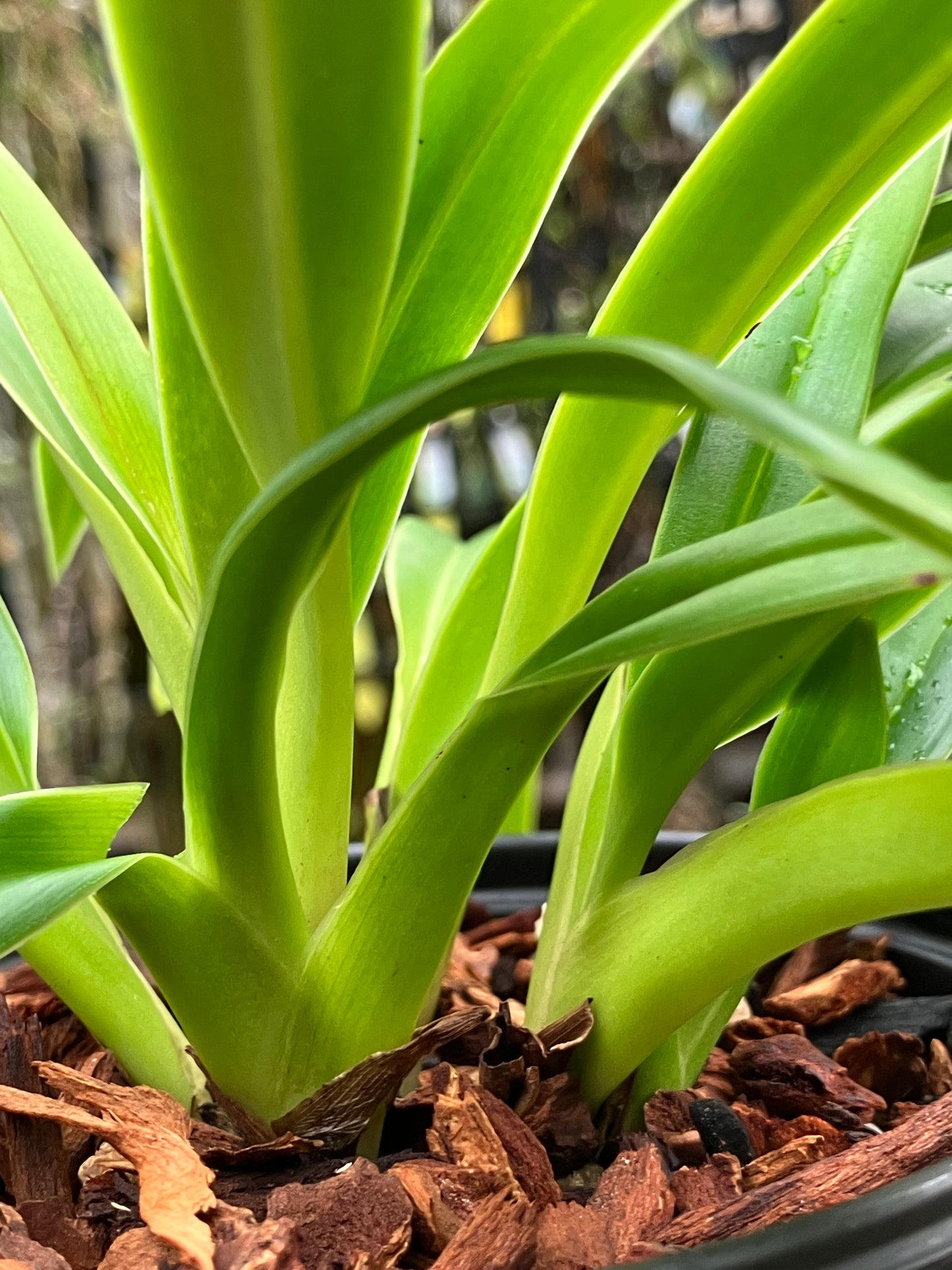 Phragmipedium Franz Glanz