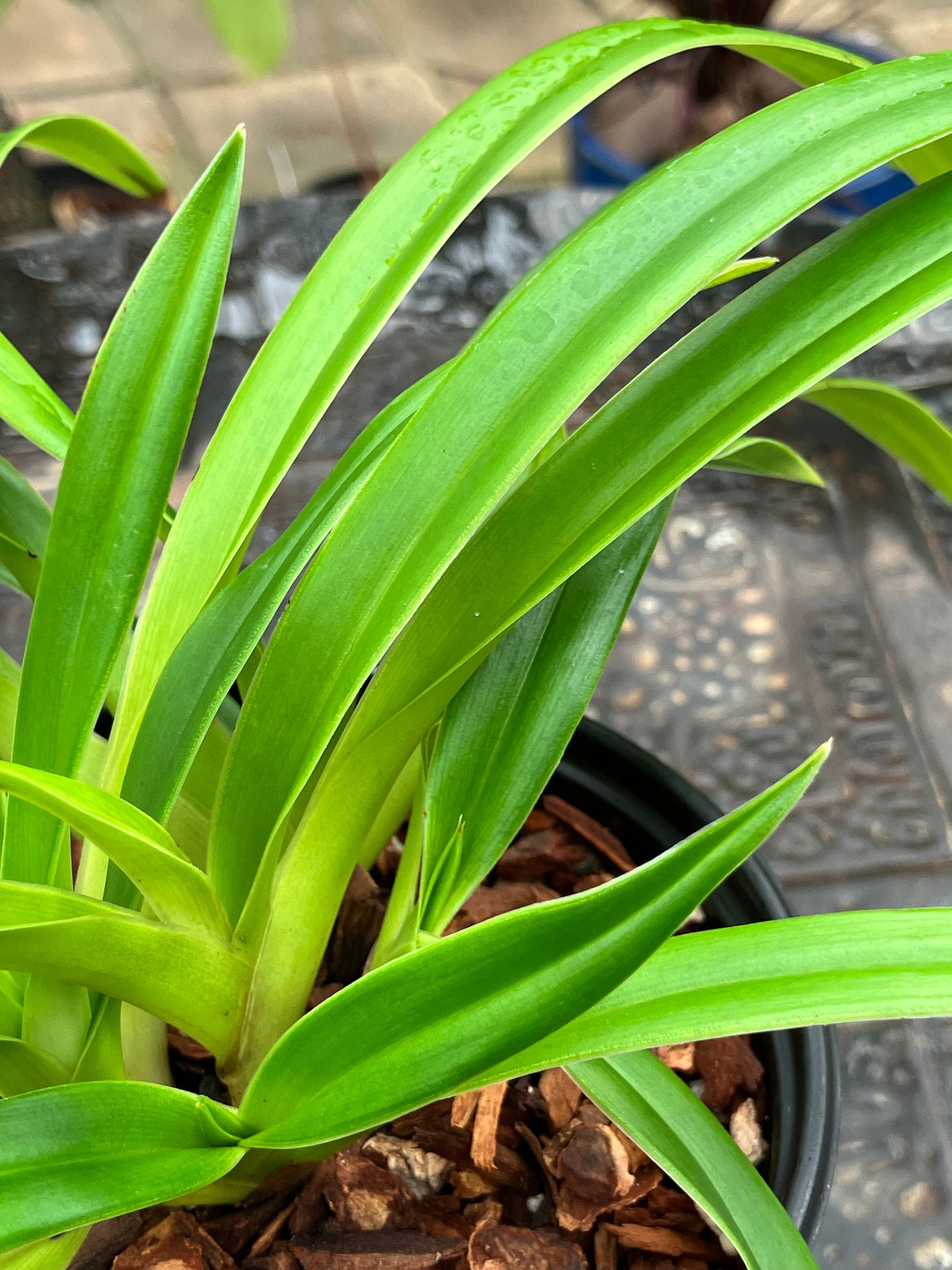 Phragmipedium Franz Glanz