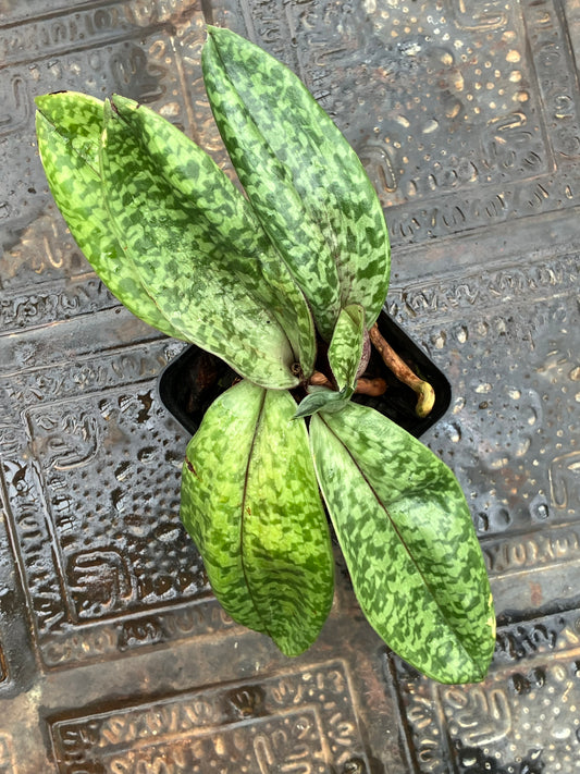 Paphiopedilum Hawaiian Beauty