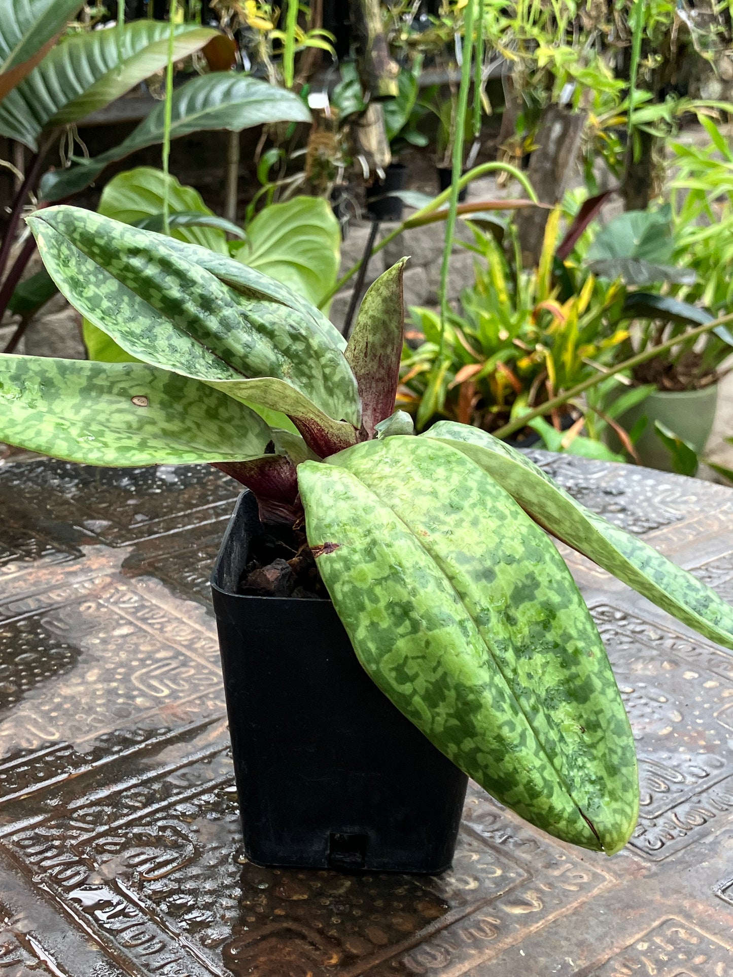 Paphiopedilum Hawaiian Beauty