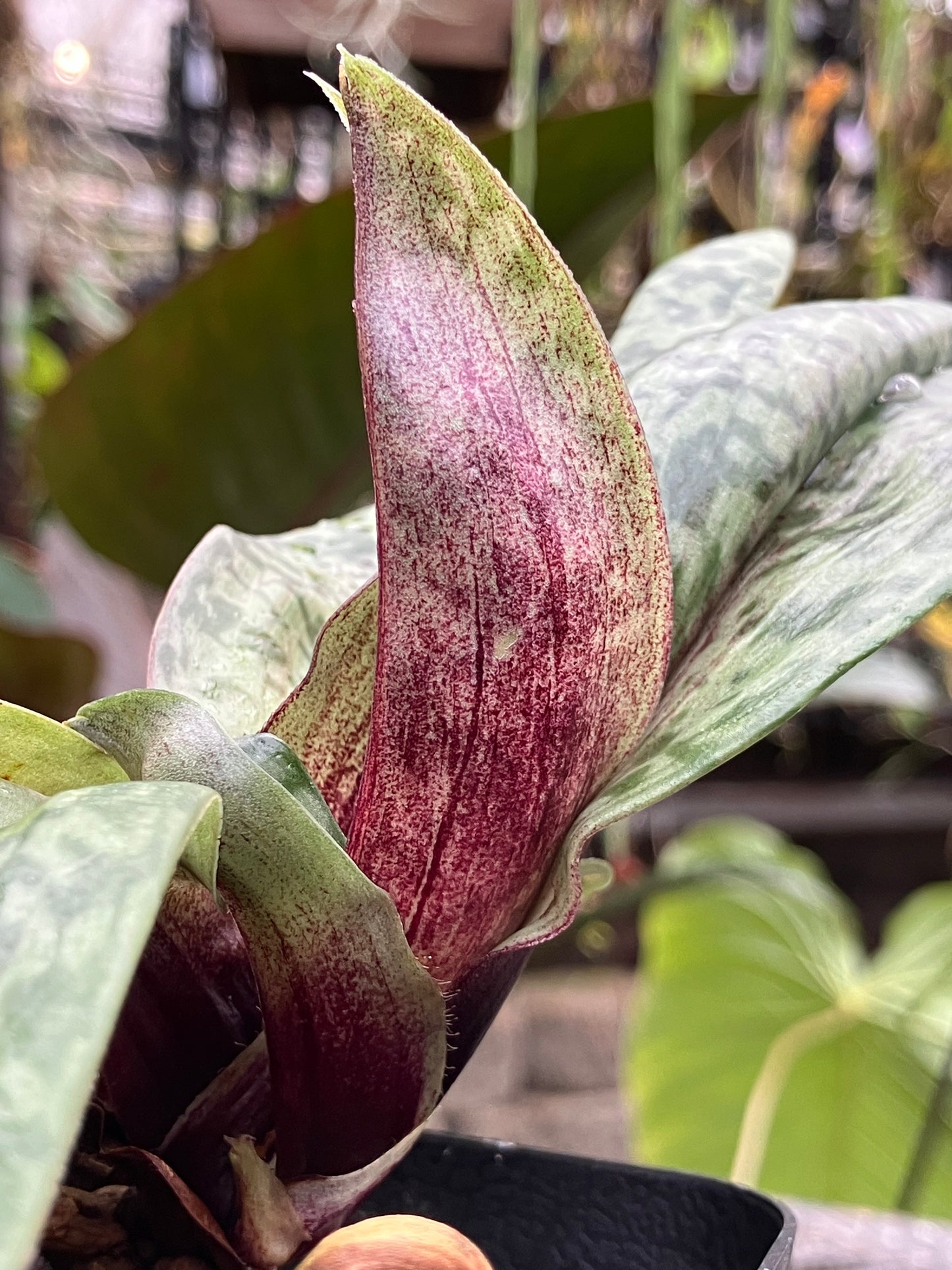 Paphiopedilum Hawaiian Beauty