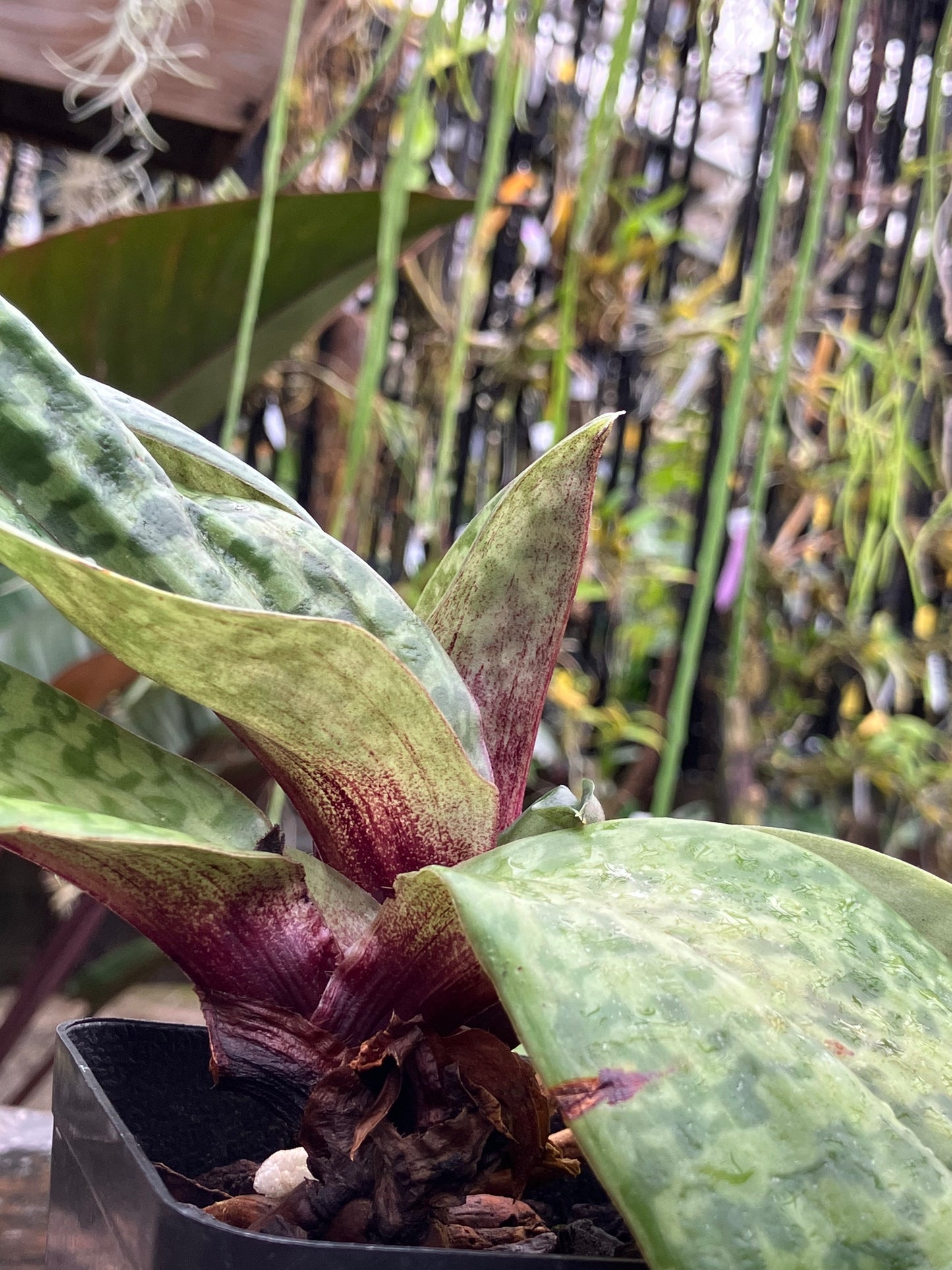 Paphiopedilum Hawaiian Beauty
