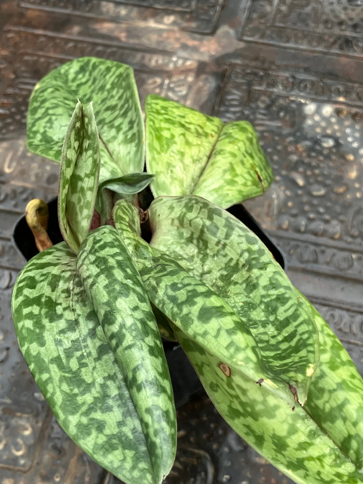 Paphiopedilum Hawaiian Beauty