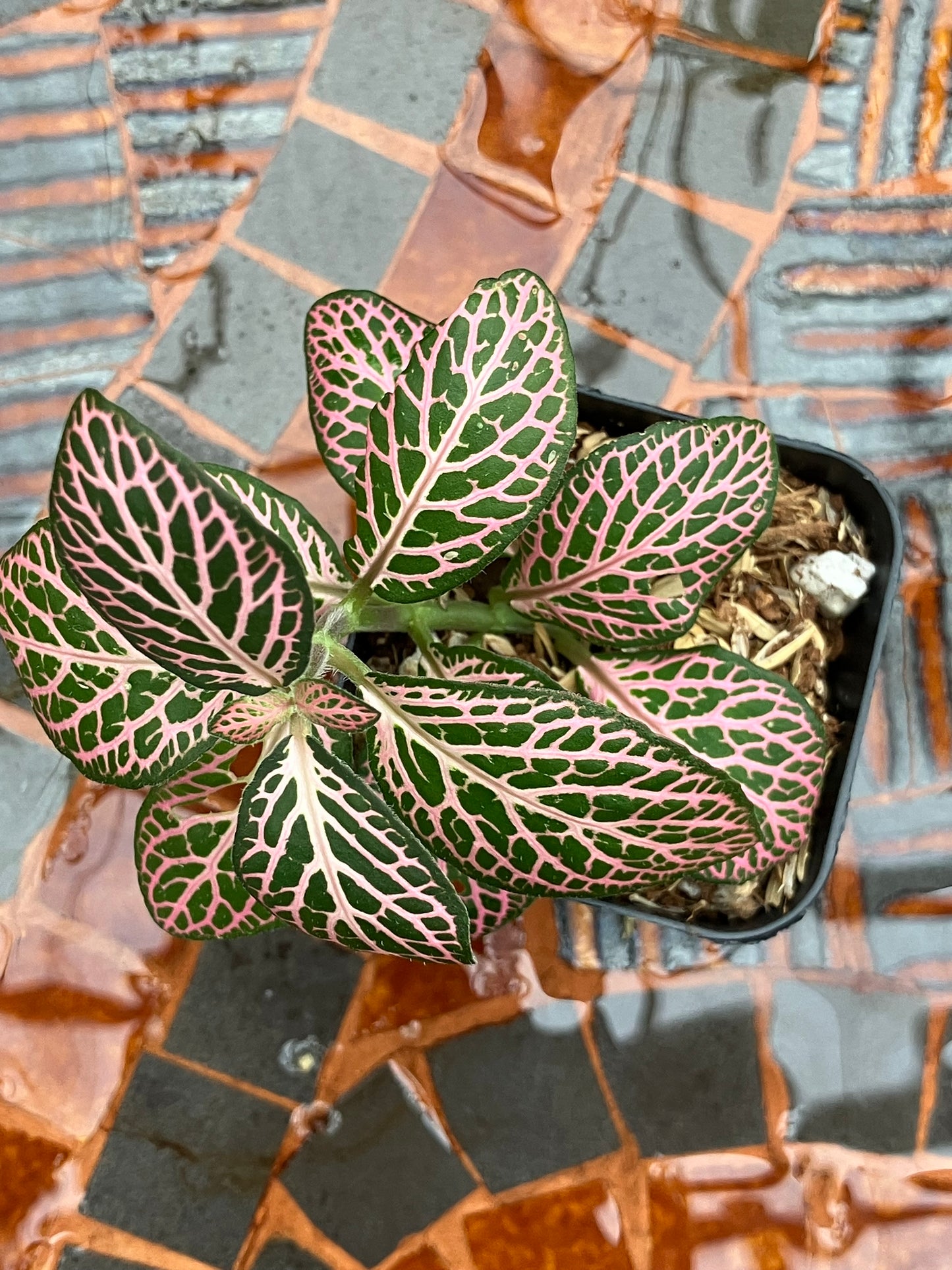 Fittonia (Green/Pink)