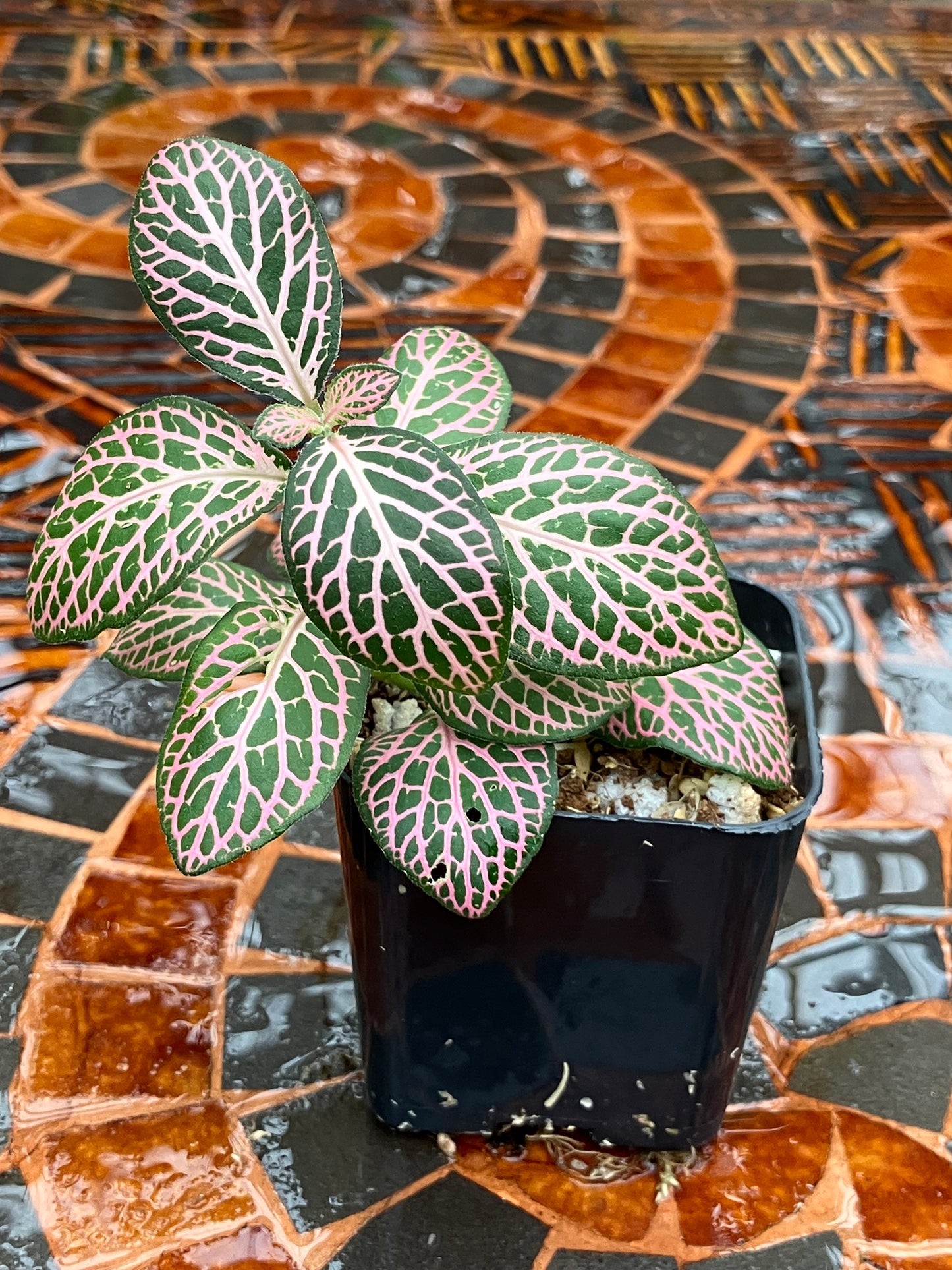 Fittonia (Green/Pink)