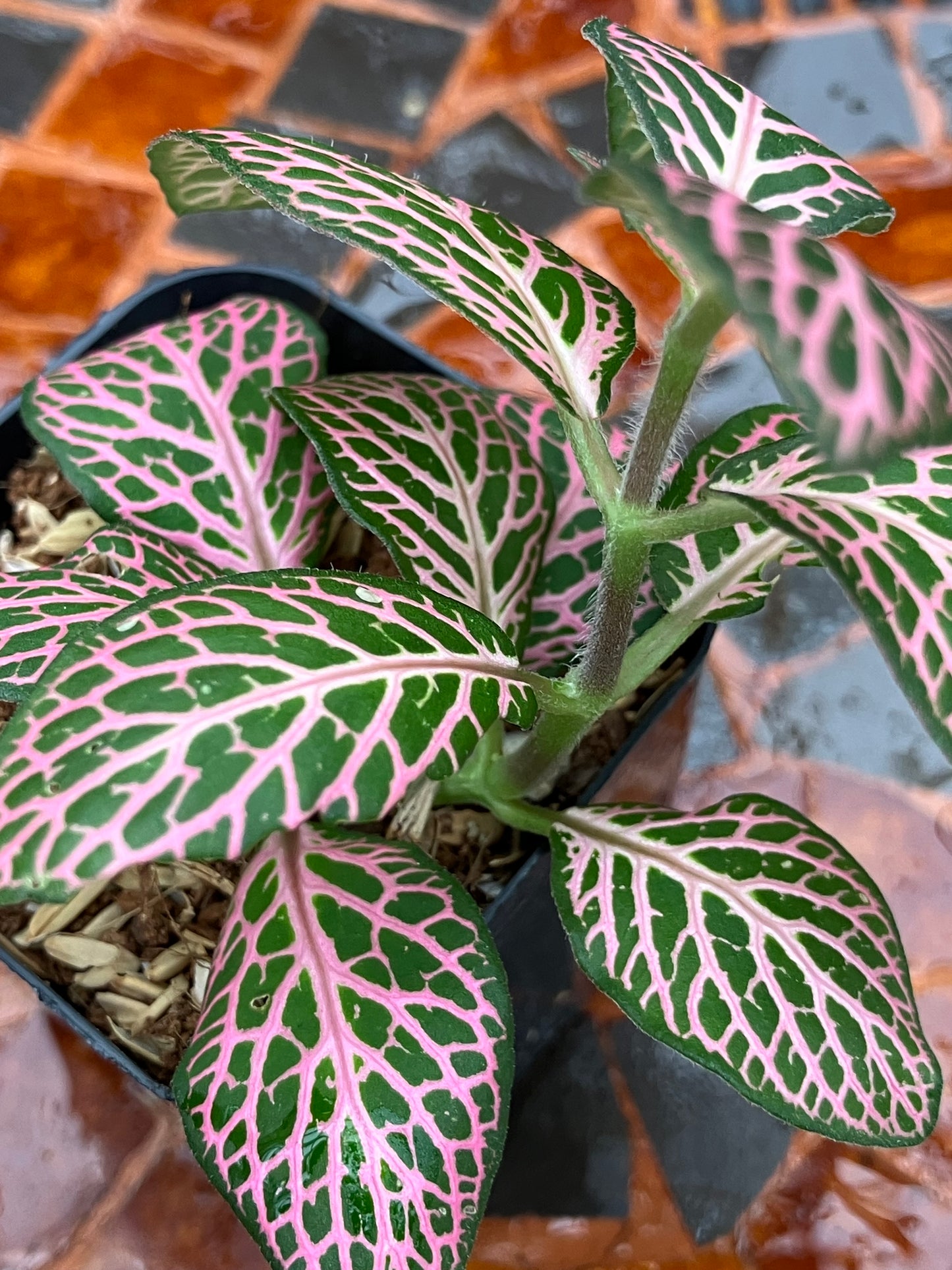 Fittonia (Green/Pink)