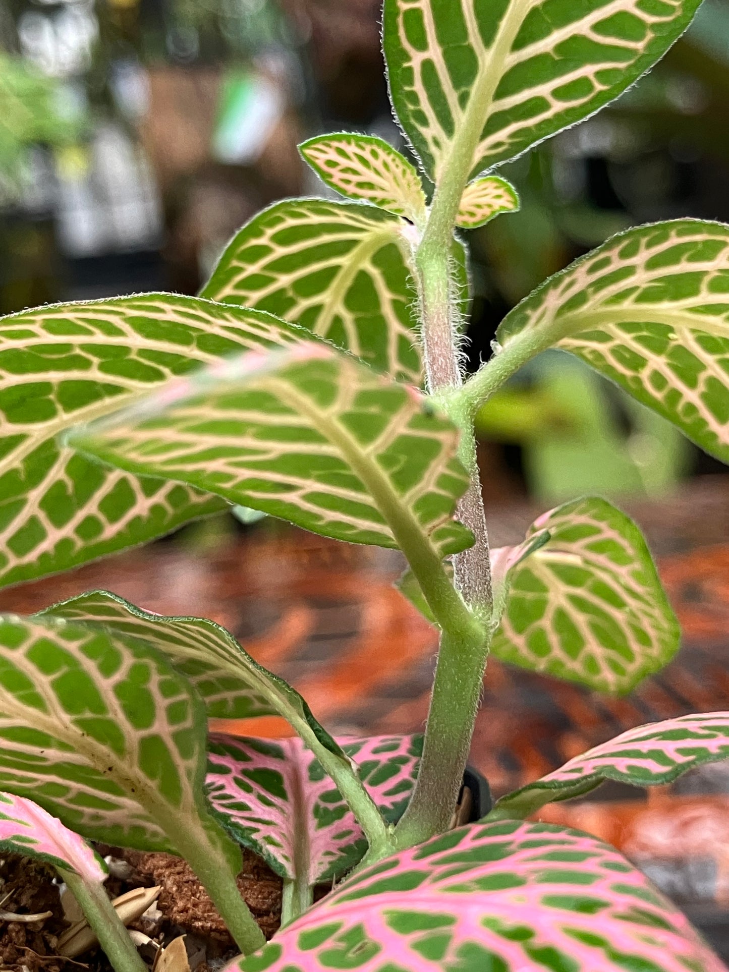 Fittonia (Green/Pink)