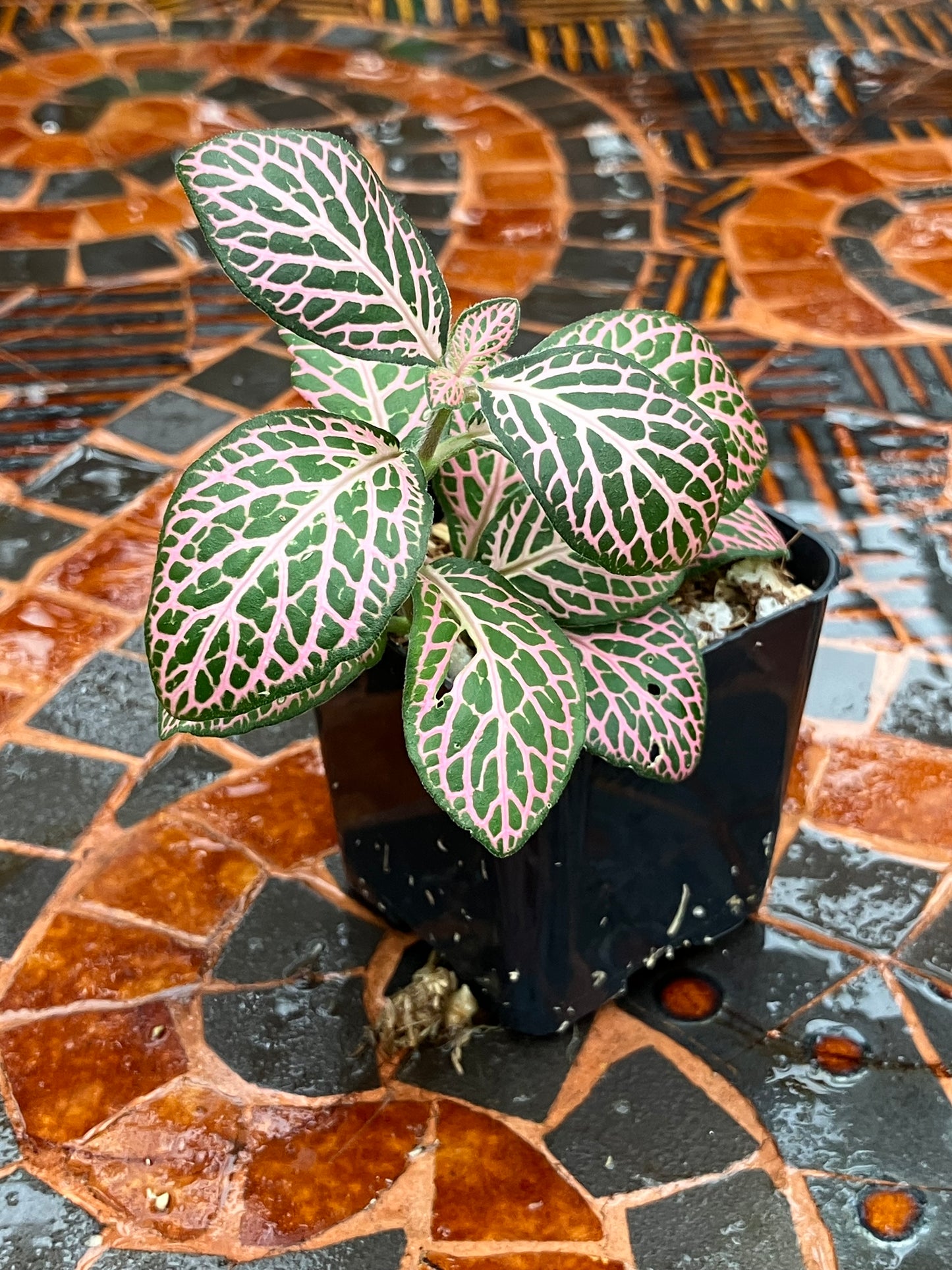 Fittonia (Green/Pink)
