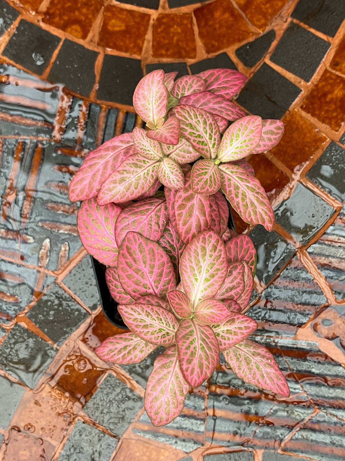 Fittonia (Pink)