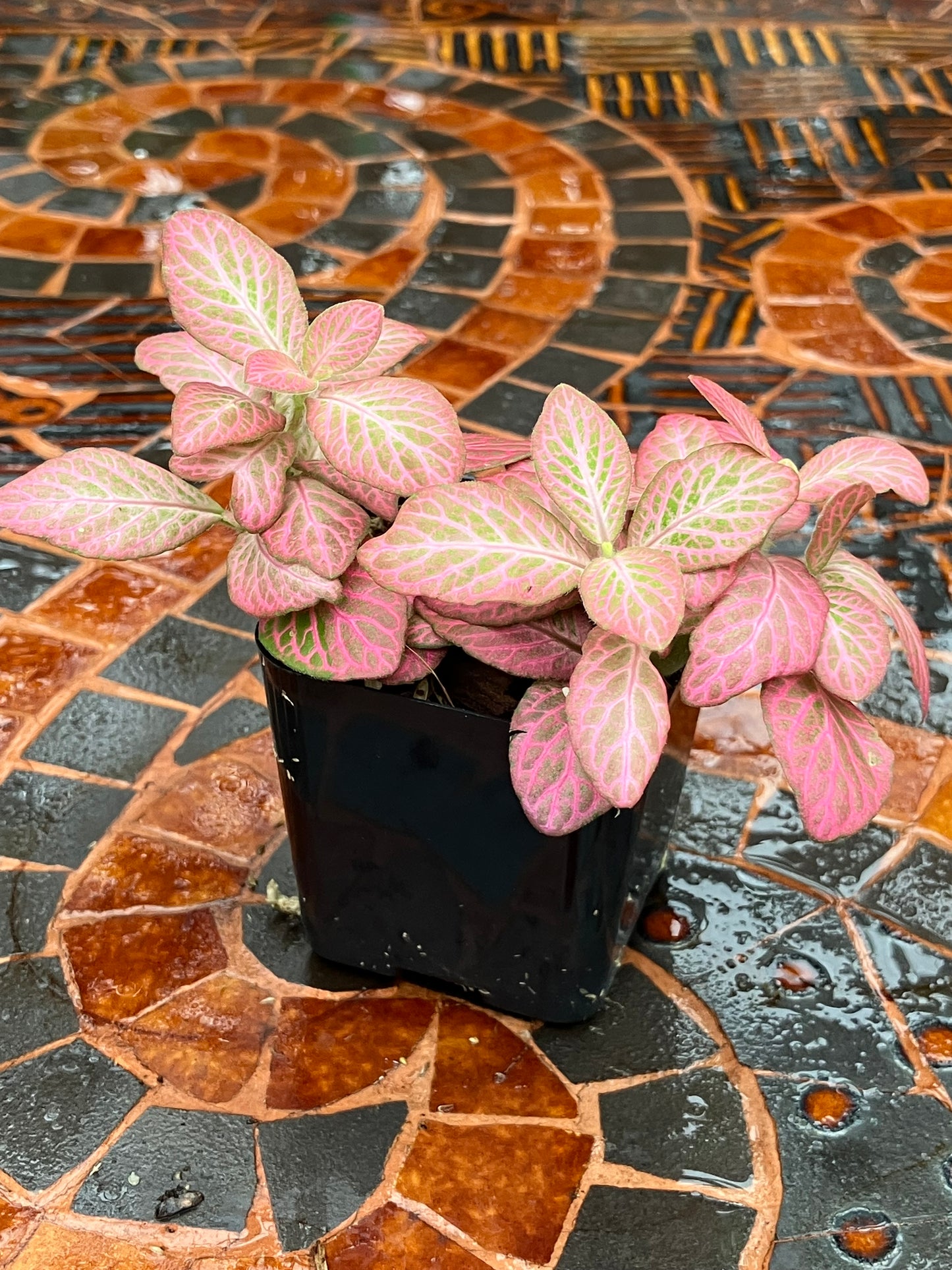 Fittonia (Pink)