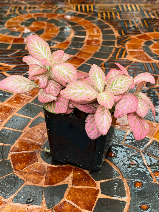 Fittonia (Pink)