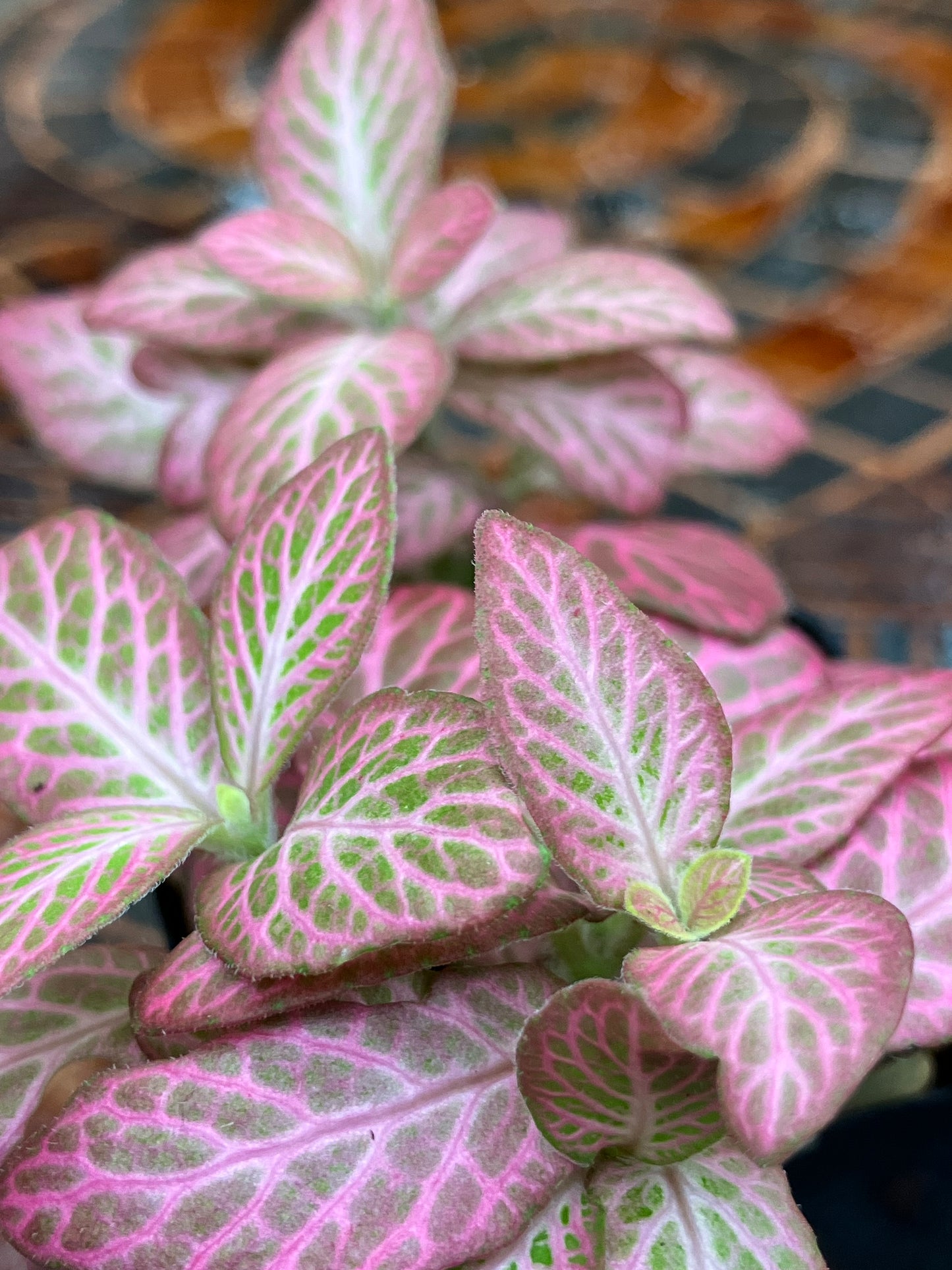 Fittonia (Pink)