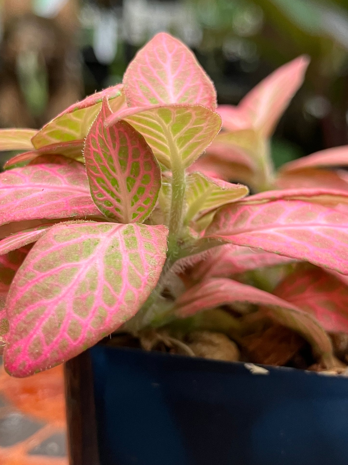 Fittonia (Pink)