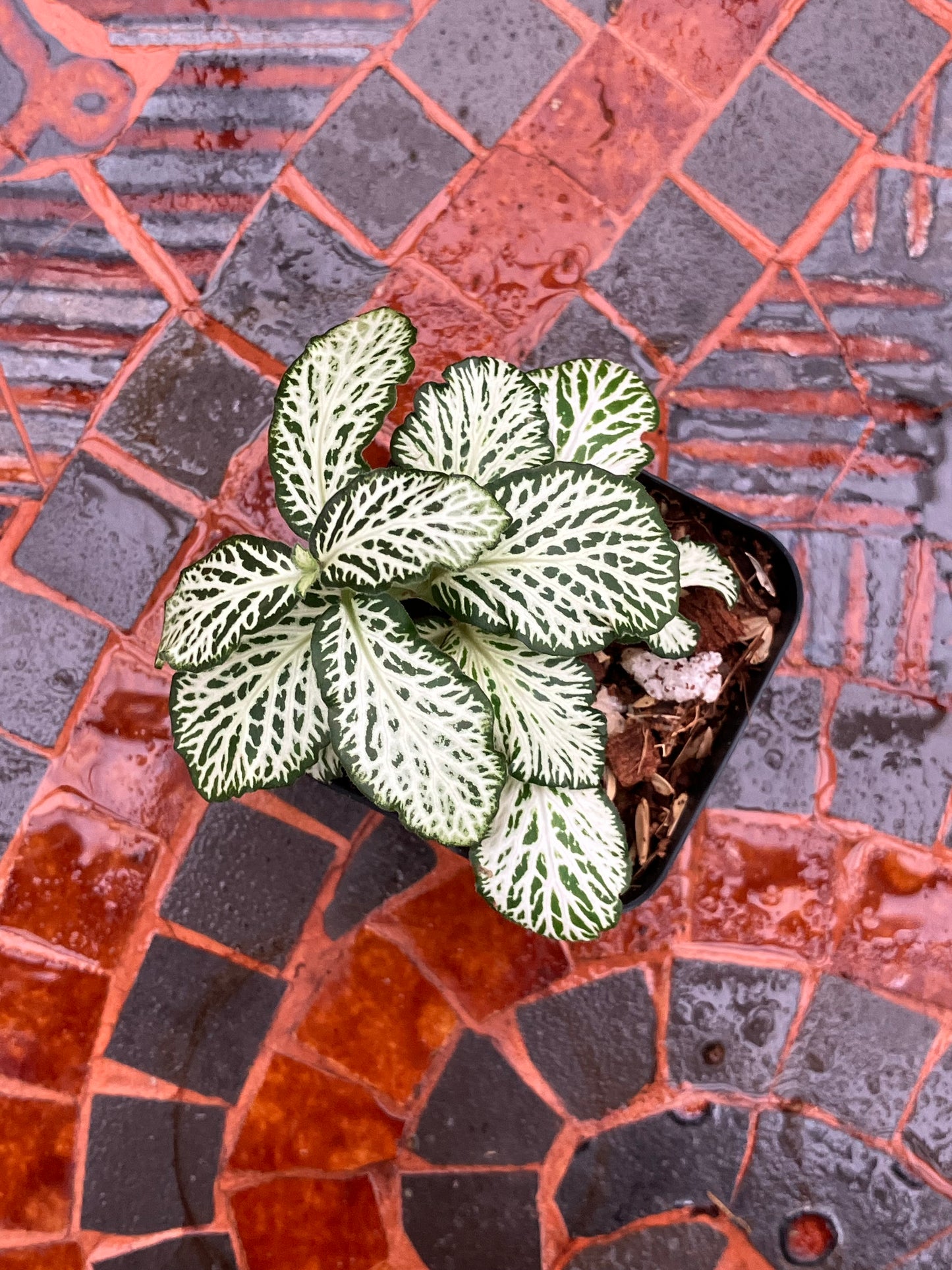 Fittonia (Green)