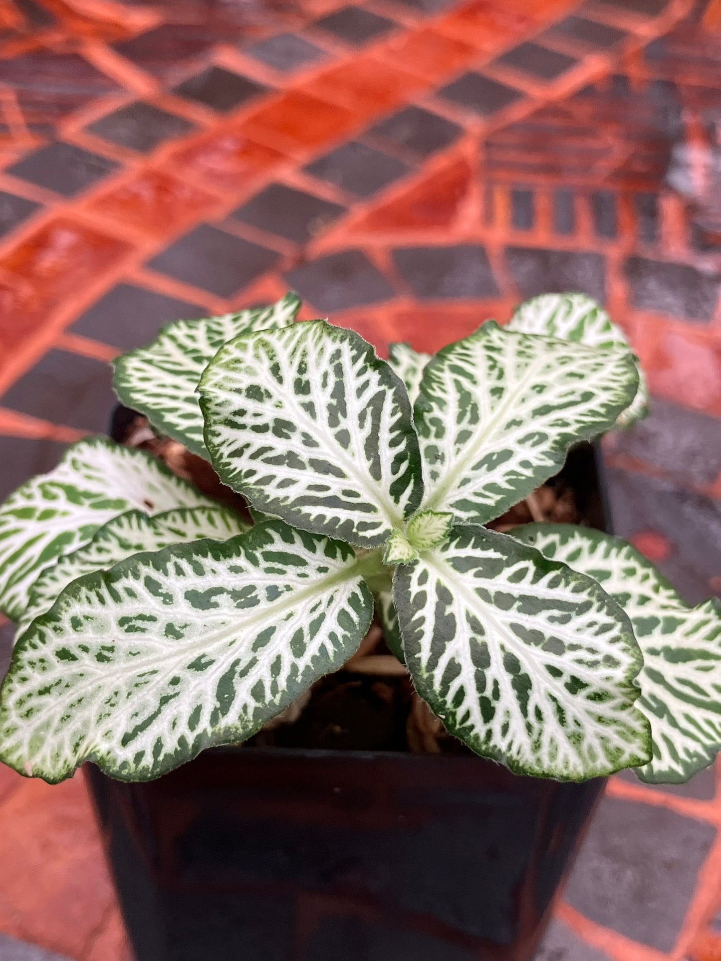 Fittonia (Green)