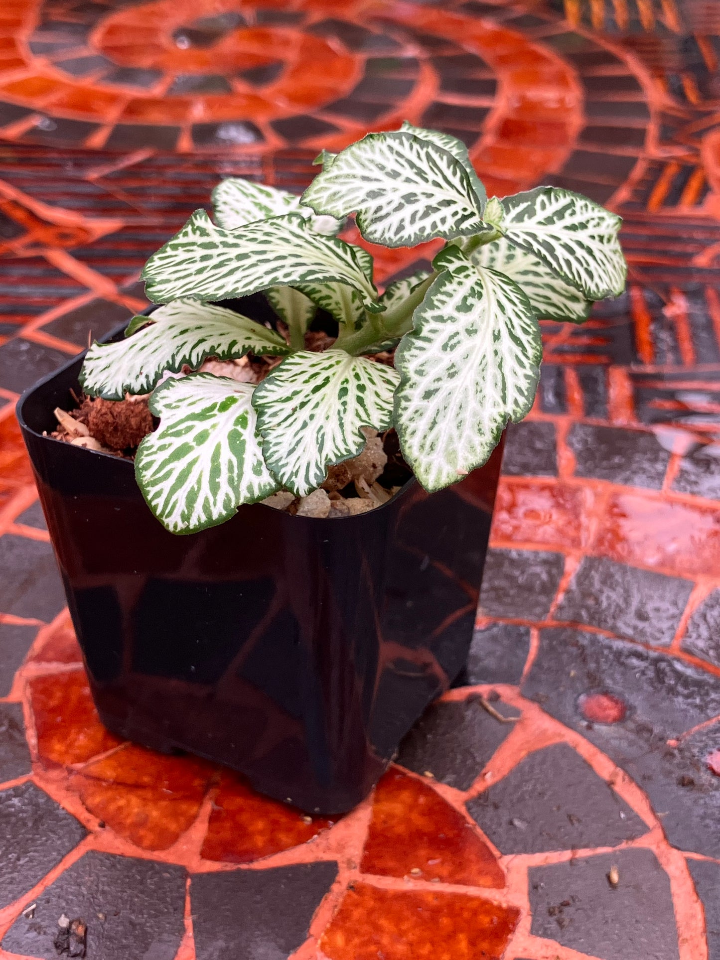 Fittonia (Green)