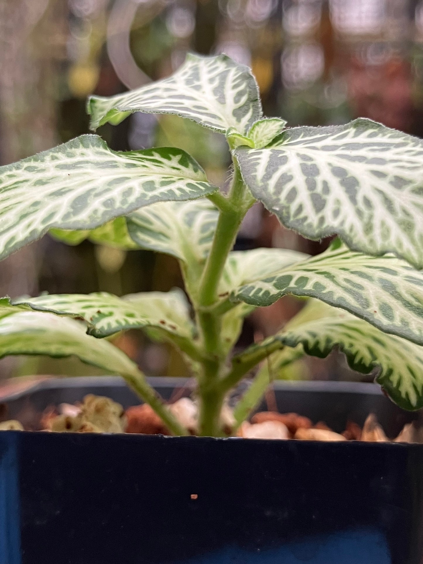 Fittonia (Green)