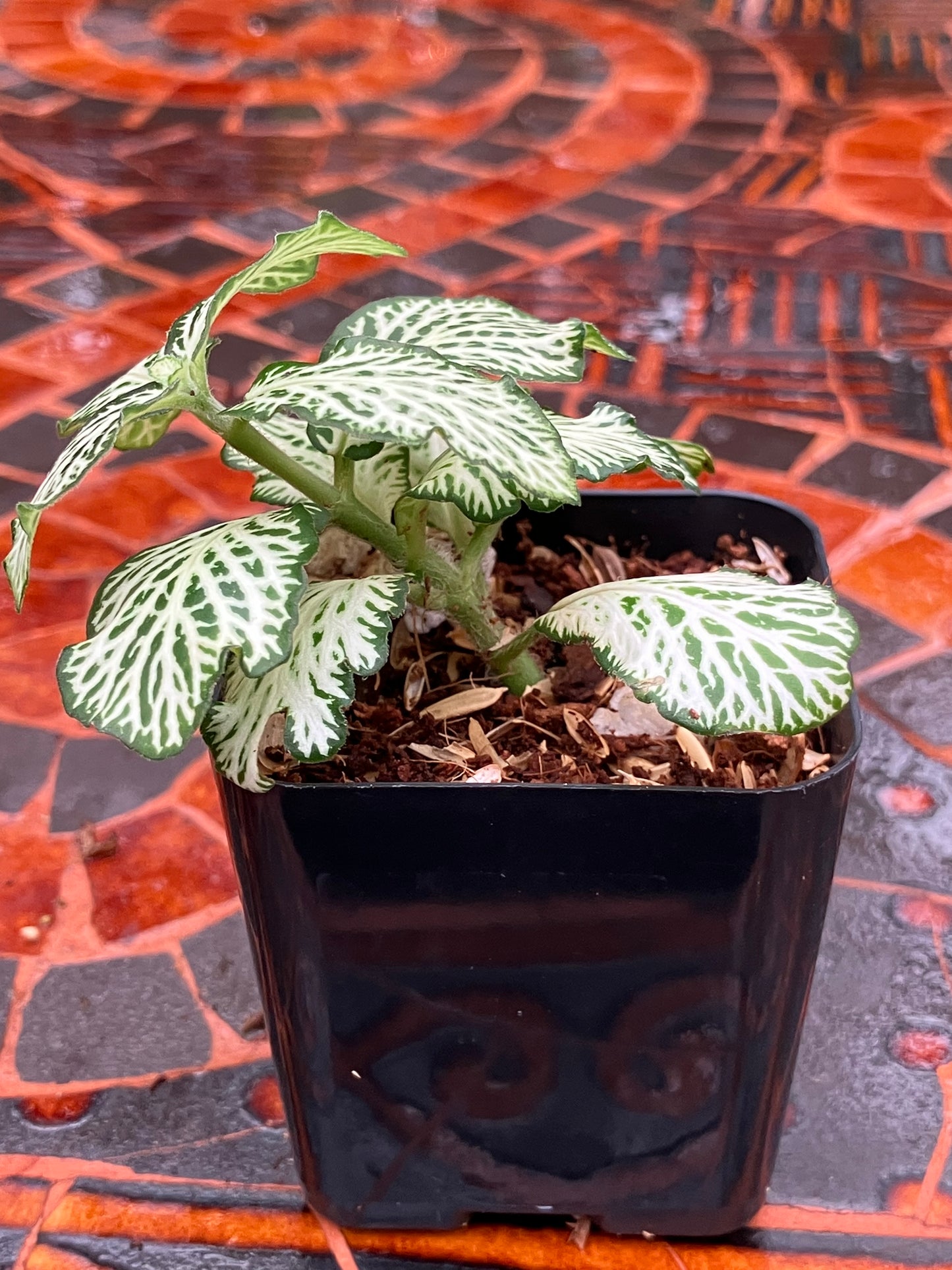 Fittonia (Green)