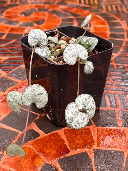 Ceropegia Woodii String of Hearts 'Silver Glory'