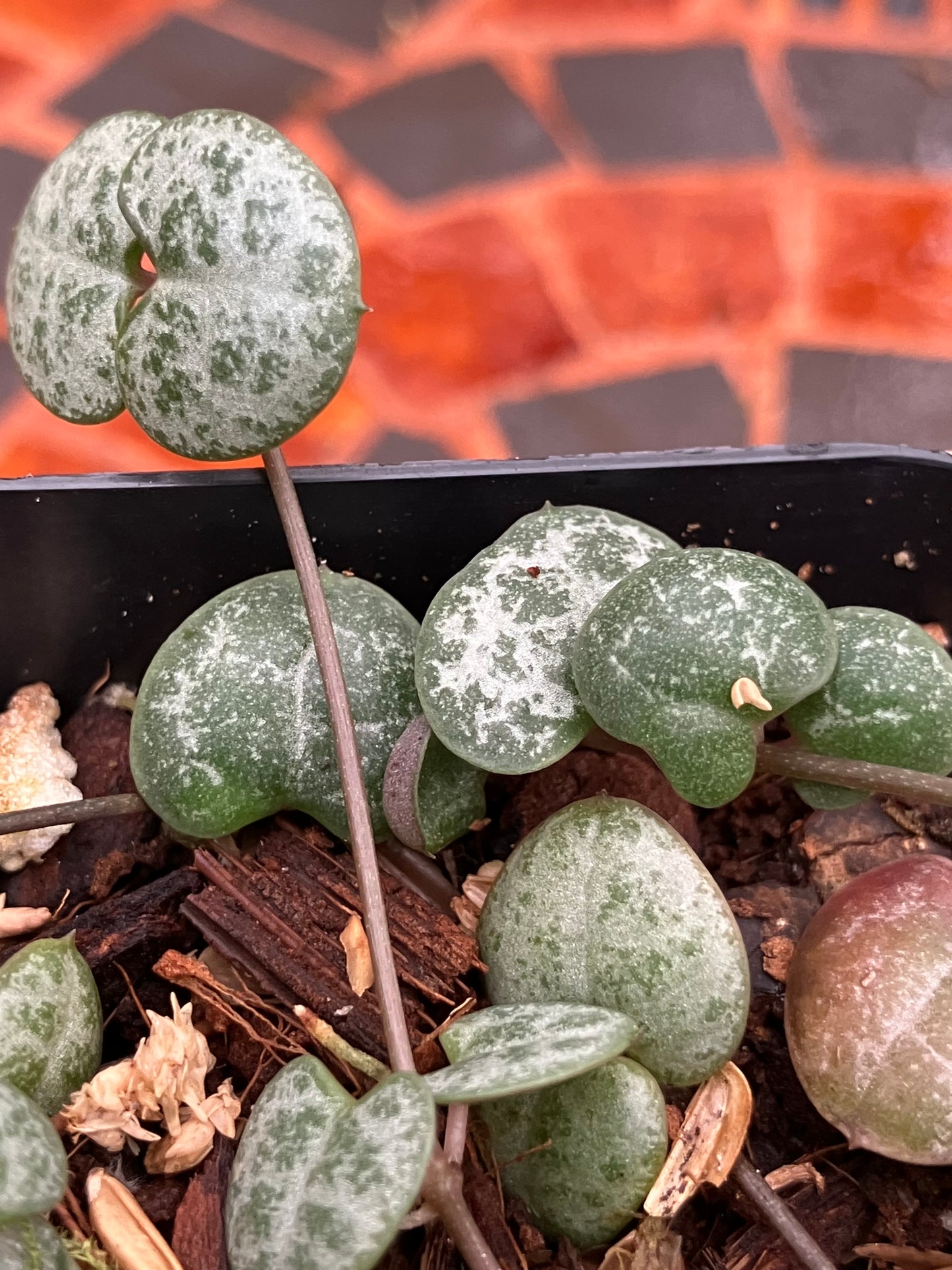 Ceropegia Woodii String of Hearts 'Silver Glory'