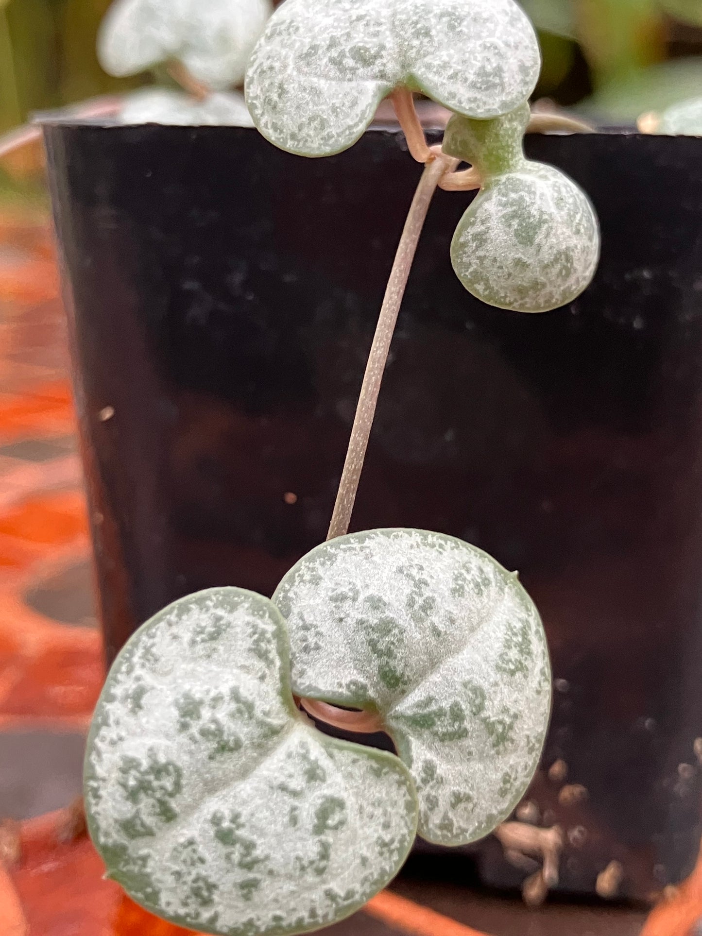 Ceropegia Woodii String of Hearts 'Silver Glory'