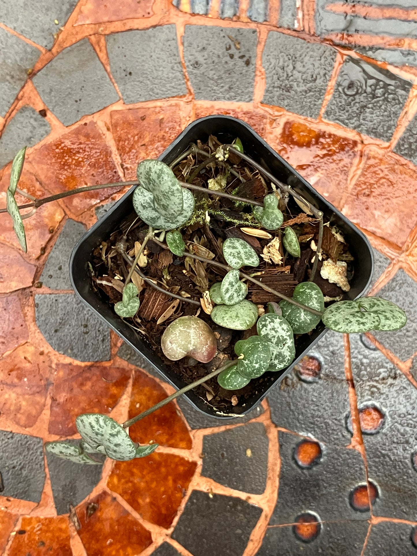 Ceropegia Woodii String of Hearts 'Silver Glory'