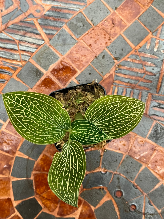 Ludisia Discolor Alba