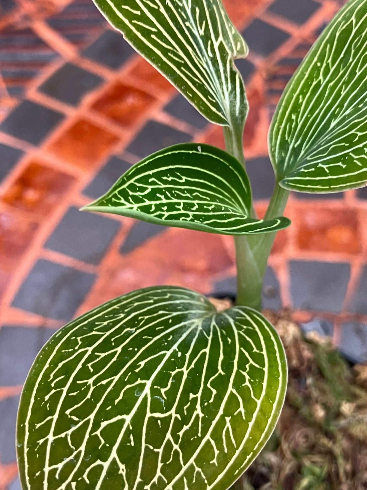 Ludisia Discolor Alba