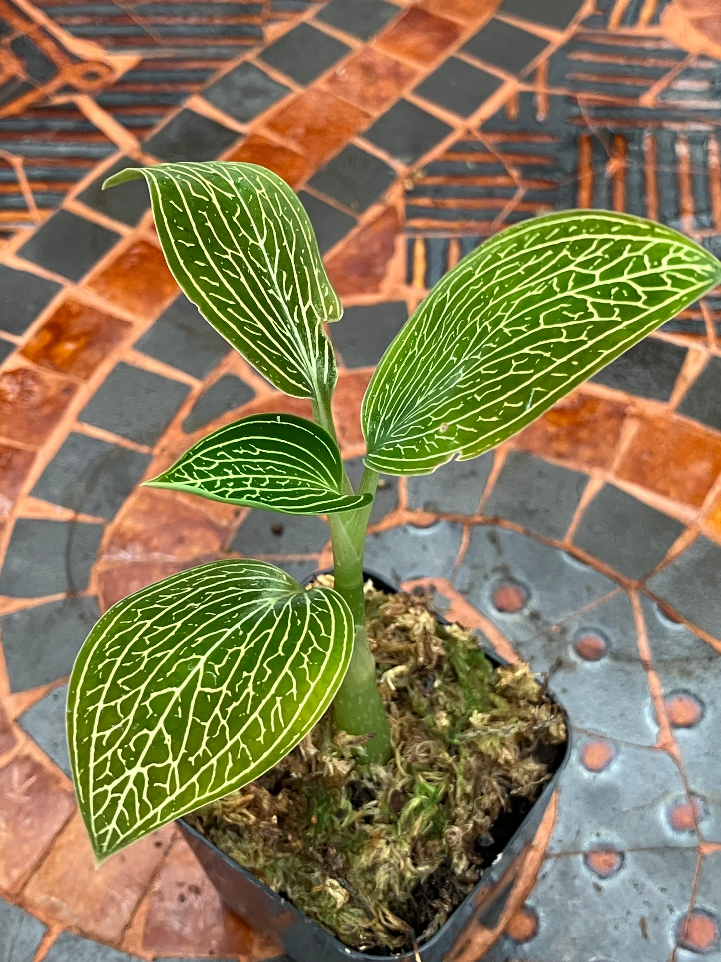 Ludisia Discolor Alba