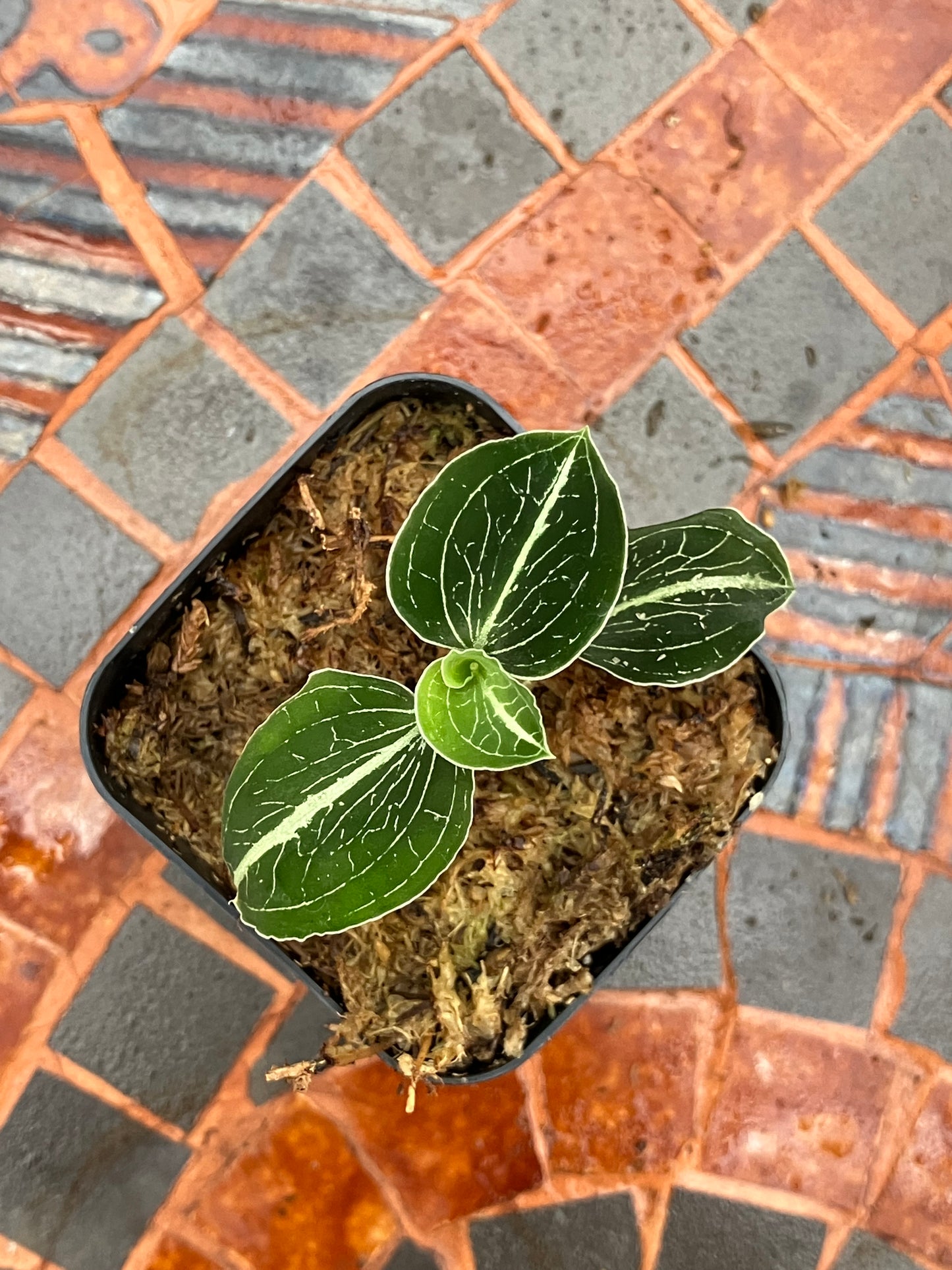 Anoectochilus sp "Green Exotique"