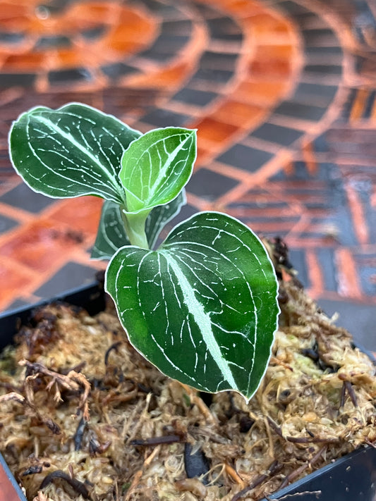 Anoectochilus sp "Green Exotique"