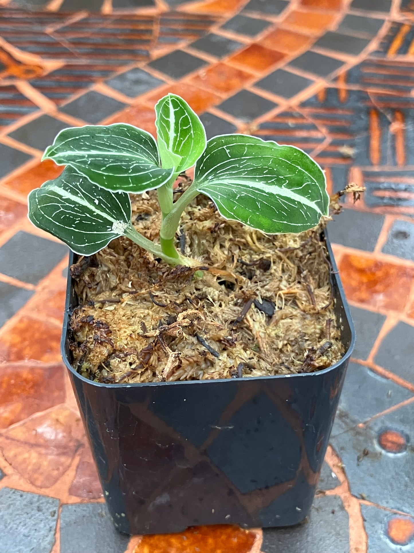 Anoectochilus sp "Green Exotique"